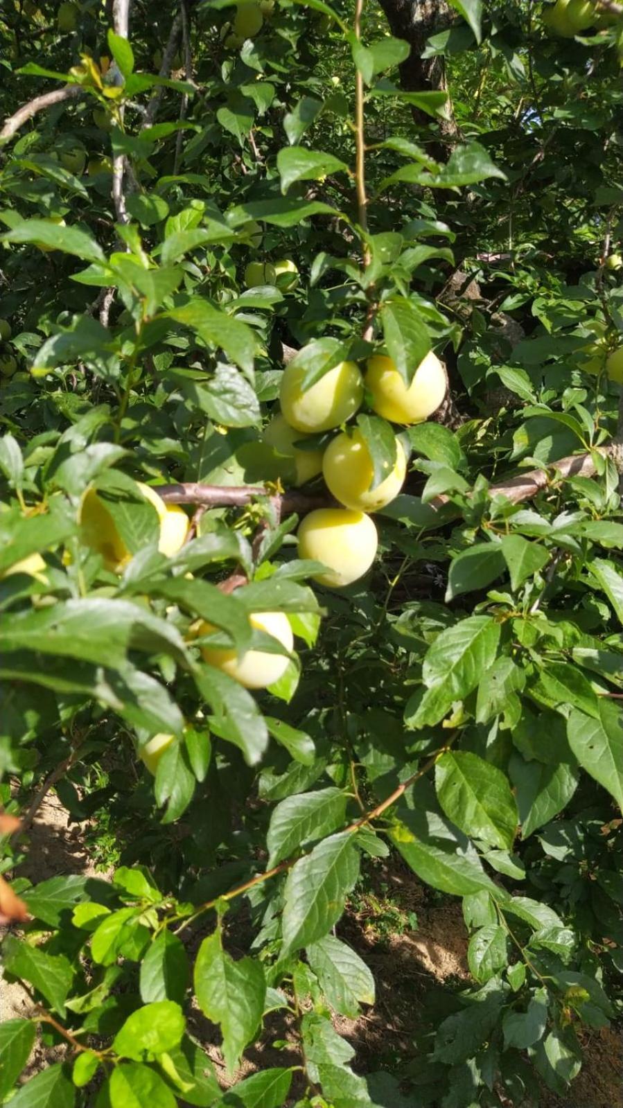 Azienda Agricola Biologica La Cardellina Tolfa Kültér fotó