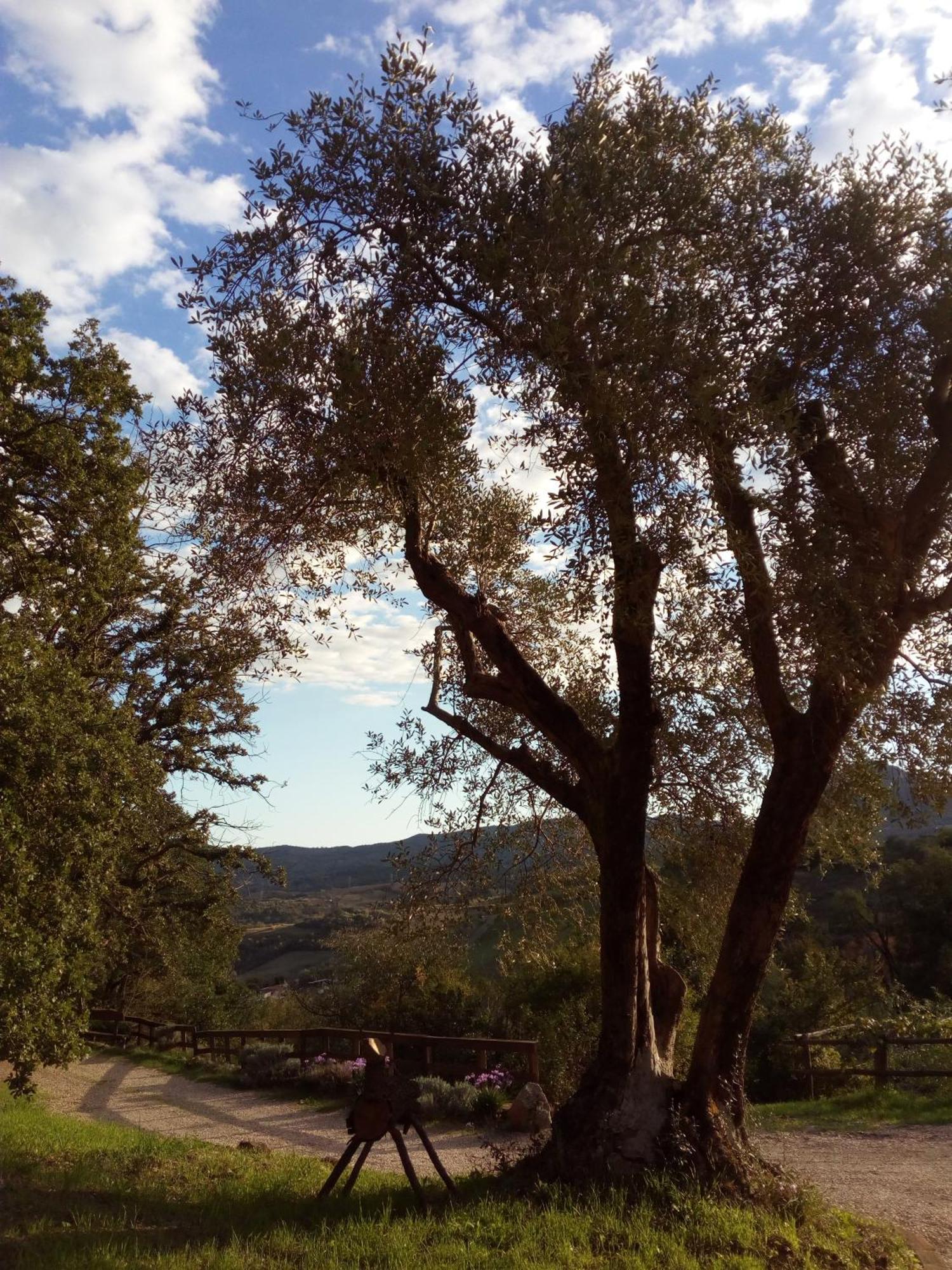 Azienda Agricola Biologica La Cardellina Tolfa Kültér fotó