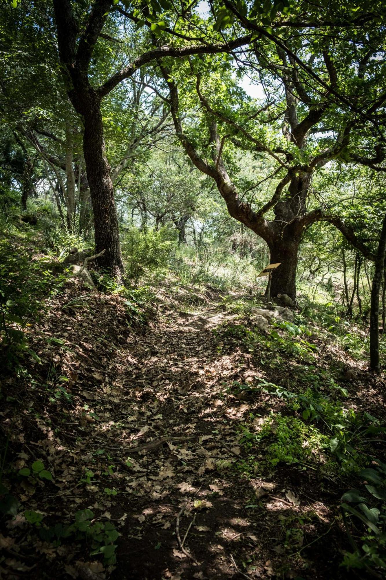 Azienda Agricola Biologica La Cardellina Tolfa Kültér fotó